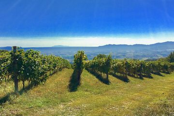 Vineyard