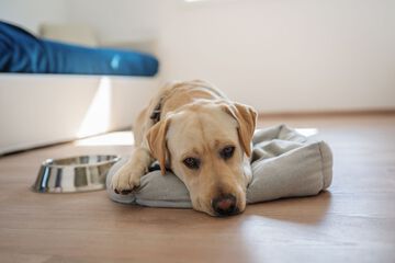 Pet-friendly