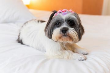 Pet-friendly