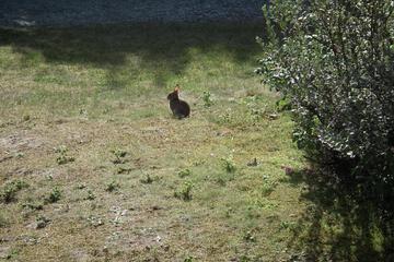 Photo 44