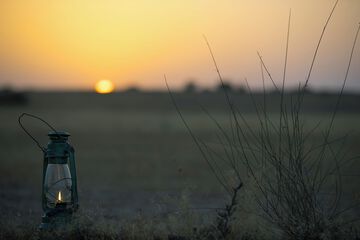 Safari