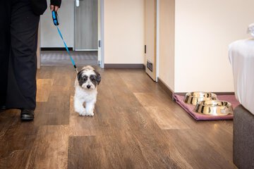 Pet-friendly amenities
