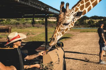 Safari