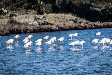 Game viewing