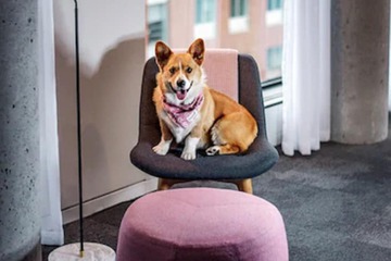 Pet-friendly
