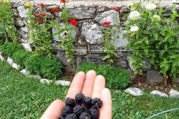 Photo 41
