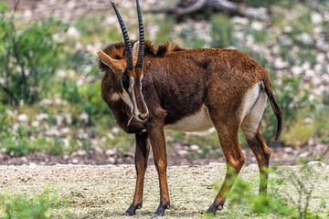 Safari