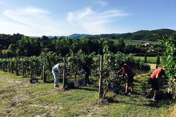 Vineyard
