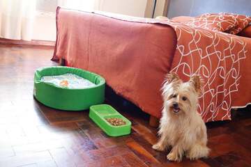 Pet-friendly