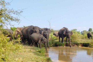 Safari