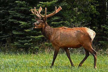 Game viewing