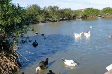 Lake
