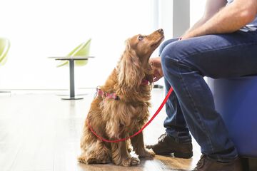 Pet-friendly