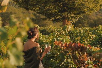 Vineyard