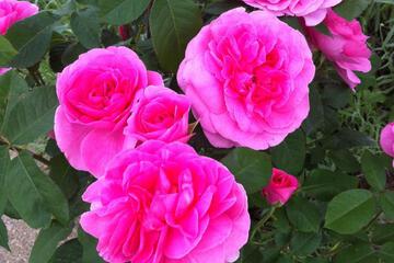 Photo 41