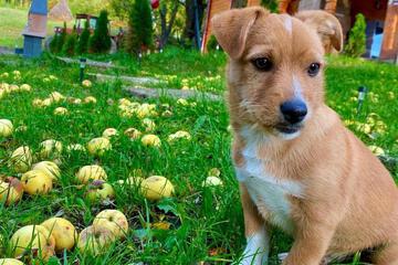 Photo 84