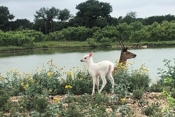 Game viewing