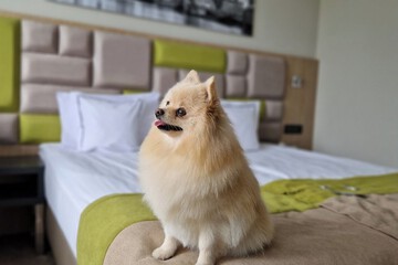 Pet-friendly