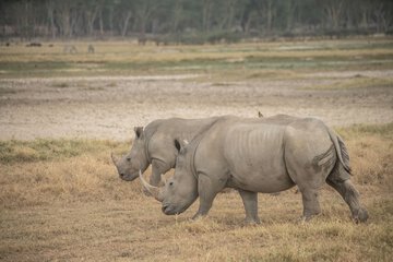 Game viewing