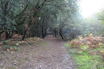 Photo 50