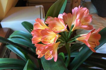 Photo 43
