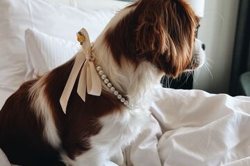 Pet-friendly