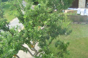 Photo 31