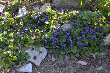 Photo 44