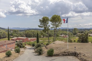 Vineyard view