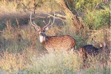Game viewing