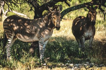 Safari