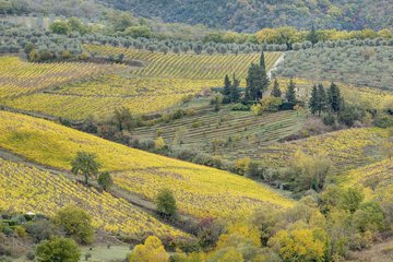 Vineyard