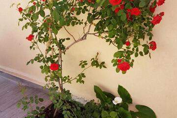 Photo 28