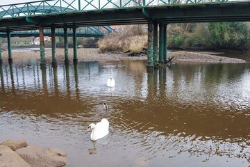 Miscellaneous