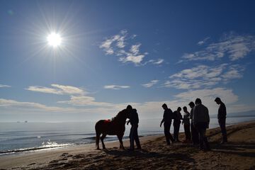 Horseback riding