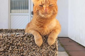Photo 44