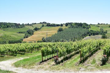 Vineyard
