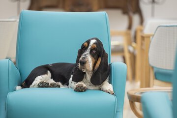 Pet-friendly