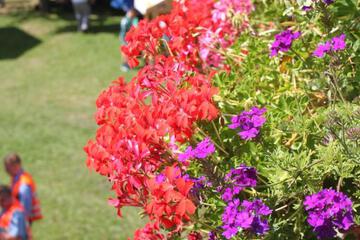 Photo 49