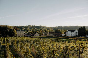 Vineyard