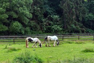Horseback riding