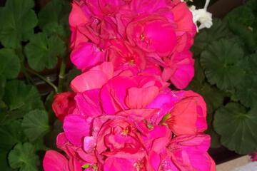 Photo 76