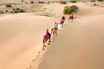 Safari