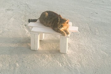 Pet-friendly
