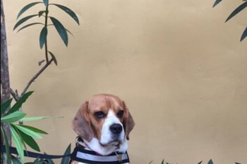 Pet-friendly