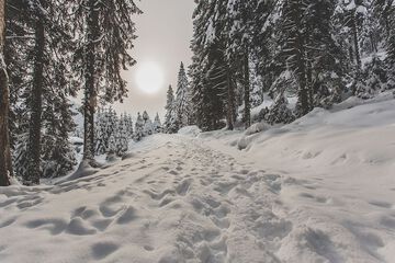 Snowshoeing
