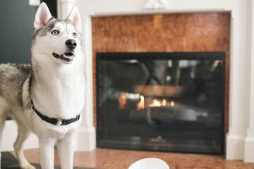 Pet-friendly