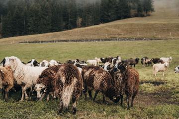 Game viewing