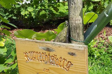 Vineyard