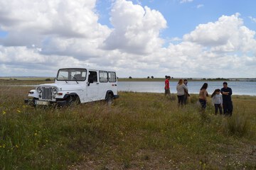 Safari
